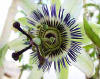 La flor de la Pasin es una planta Coriptala del orden Parietales, de la familia Pasifloraceae