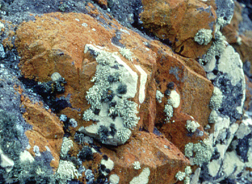 Roca meteorizada por la accin de los lquenes