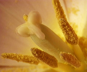 Órganos femeninos de una flor. Tomada de www.biology.iastate.edu
