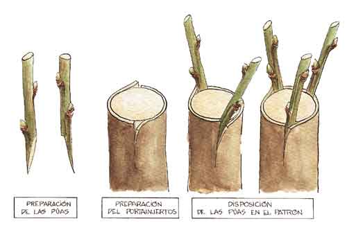 "Un injerto es la inclusión de ramas en un tronco diferente. Tomada de agrobyte.lugo.usc.es "