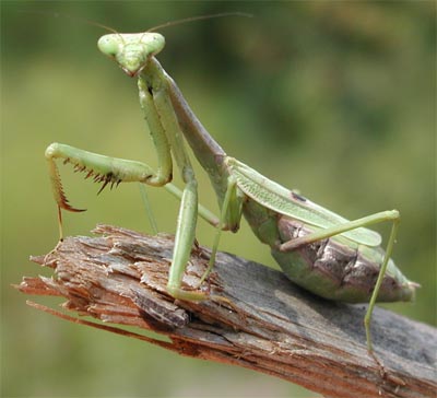 A los machos de mantis religiosa la reproduccin les cuesta la vida. Tomada de www.1000plus.com/Hbirds
