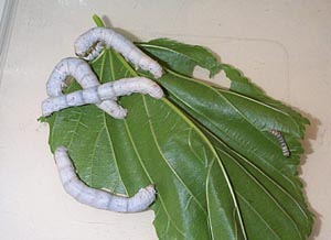 "Uno de los ejemplos más conocidos de larvas de mariposa, los gusanos de seda"