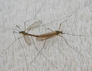 "Mosquitos copulando. La reproducción sexual implica la presencia de dos individuos. Tomada de www.funet.fi/pub/sci/bio"
