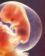 "Los fetos humanos, como los de otros mamíferos se alimentan a través de la placenta. Tomada de webs.ono.com"