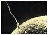 "vulos y espermatozoides son los gametos animales. Tomada de www.infertilityny.com"