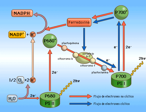 "Fase luminosa de la fotosíntesis (cíclica y acíclica)"
