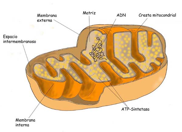"Mitocondria"