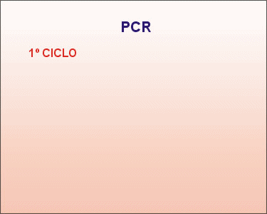 Primer ciclo de la PCR. Animacin: De Mier y Leva