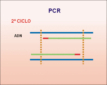Segundo ciclo de la PCR. Animacin: De Mier y Leva