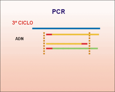 Tercer ciclo de la PCR. Animacin: De Mier y Leva