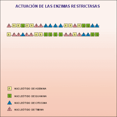 Modos de actuacin de las enzimas de restriccin. Animacin: De Mier y Leva
