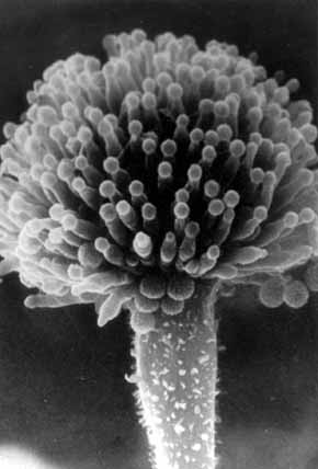 El hongo Aspergilus es un Deuteromicete