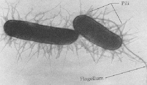 Imagen al microscopio electrnico de bacterias con pili y flagelos.