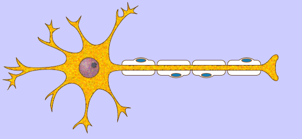 Los impulsos nerviosos entran por las dendritas y salen por los axones. Copyright Fernando Bort