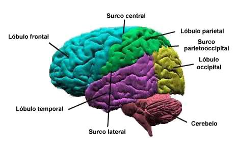 La corteza cerebral est muy replegada para tener ms superficie. Tomada de www.psicoactiva.com