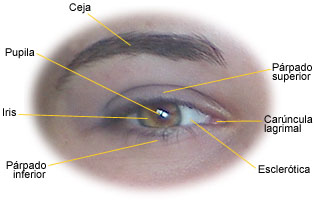 El ojo es uno de nuestros rganos ms complejos; aqu se ven sus componentes externos. Tomada de salud.discoveryespanol.com