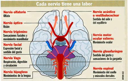 Los nervios craneales arrancan del encfalo. Tomada de Cambio16 (20 de Enero de 2000).