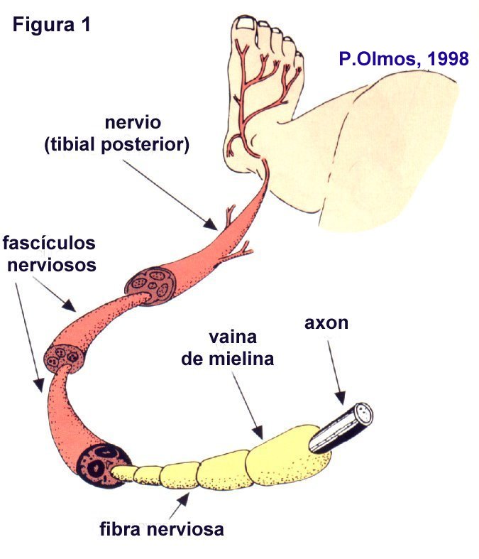 Los nervios estn formados por conjuntos de fibras nerviosas. Tomada de www.mundomed.net