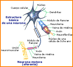 Partes de una neurona tpica. Tomada de salud.discoveryespanol.com