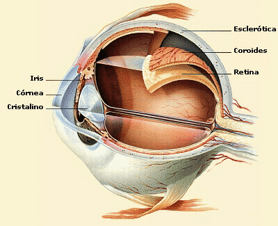 En esta imagen se observa la anatoma interna del globo ocular. Tomada de perso.wanadoo.es\icsalud