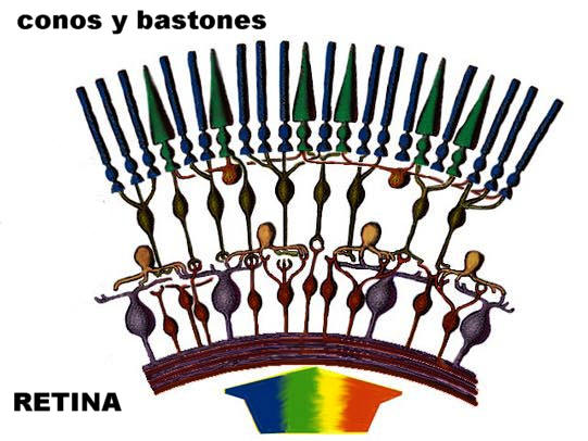En este esquema de la retina se aprecia la disposicin de los conos y bastones. Adaptada de www2.gasou.edu