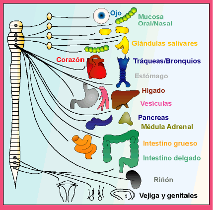 El Sistema Nervioso Autnomo Parasimptico relaja y atena nuestra actividad orgnica. Tomada de mural.uv.es_semarguz