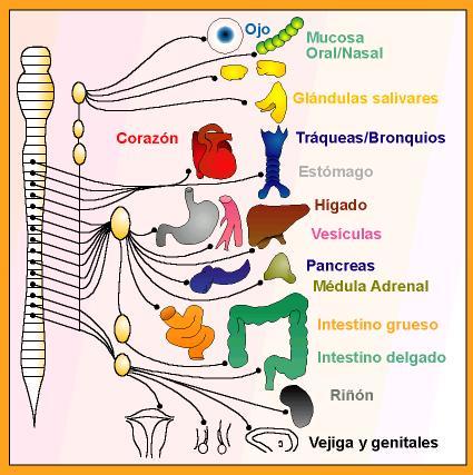 El Sistema Nervioso Autnomo Simptico es activador del organismo. Tomada de mural.uv.es_semarguz