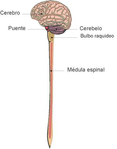 “El encfalo y la mdula constituyen los centros de control ms importantes. Tomada de la Asociacin Alzheimer de Monterrey.”