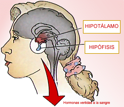 Localizacin de Hipotlamo e Hipfisis