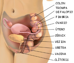 localizacin de los ovarios en el aparato reproductor femenino