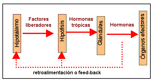 esquema de la retroalimentacin hormonal