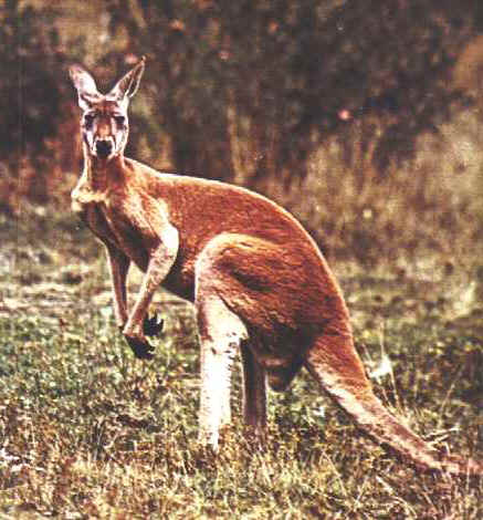 El canguro es el marsupial más extendido por todo el continente.