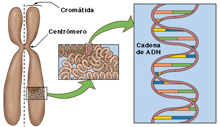 Estructura de un cromosoma: visto as a derecha e izquierda son las cromtidas, y arriba y abajo del centrmero son los brazos.