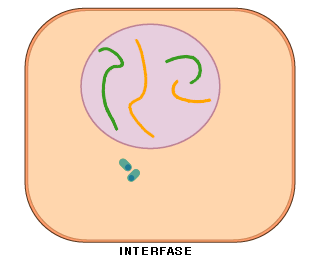 La Interfase es el momento del ciclo celular en el que la clula no se divide.