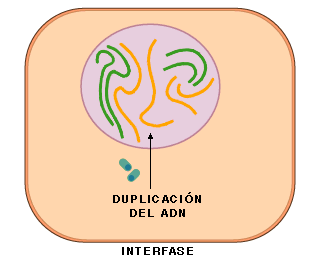Al final de la Interfase se produce la duplicacin de las cadenas de ADN.