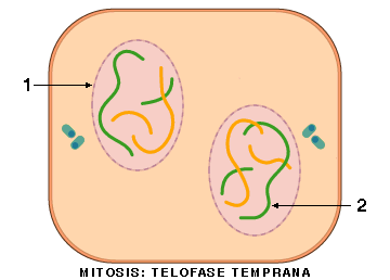 Telofase temprana