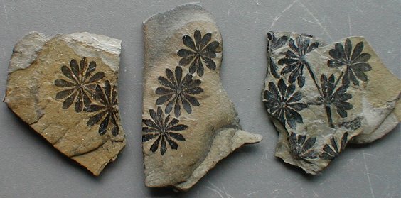 Annullaria