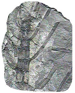 "Tronco y ramificaciones de Calamites, un helecho arborescente. Tomada de www.clearlight.com"