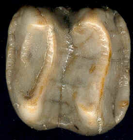"Molar superior de Dinotherium. Tomada de perso.wanadoo.fr/j-cl.renou"