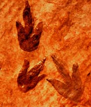 Huellas de dinosaurio. Tomada de www.bio.umass.edu