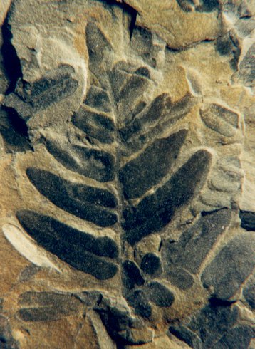 Neuropteris