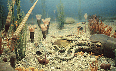 "Reconstrucción del fondo de un mar ordovícico, con Orthoceras y trilobites. Tomada de www.ucmp.berkeley.edu"