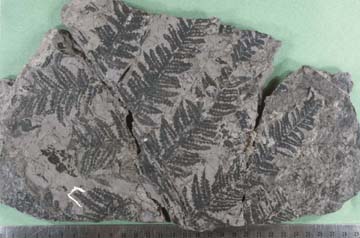 Pecopteris