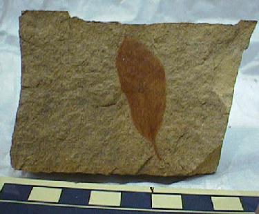 "Hoja de Quercus. Tomada de www.smf.com.ar"