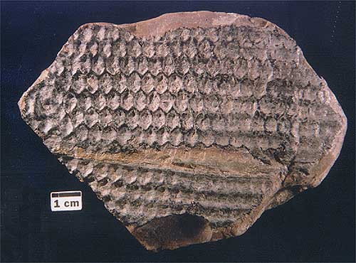 "Cicatrices dejadas al caer las frondes en un tronco de Sigillaria, helecho arborescente. Tomada de museum.gov.ns.ca"