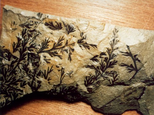 Sphenopteris