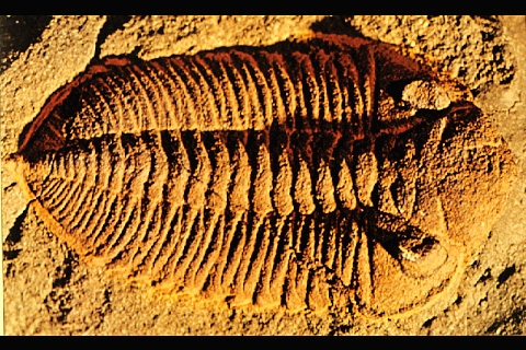 Trilobites