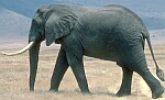 Elefante africano