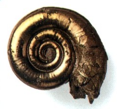 Ammonite piritizado