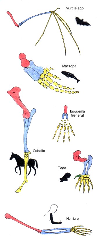 Evolucin de la extremidad anterior en varios animales